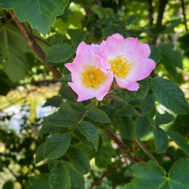 Plitvicer Seen - Hunds- oder Heckenrose