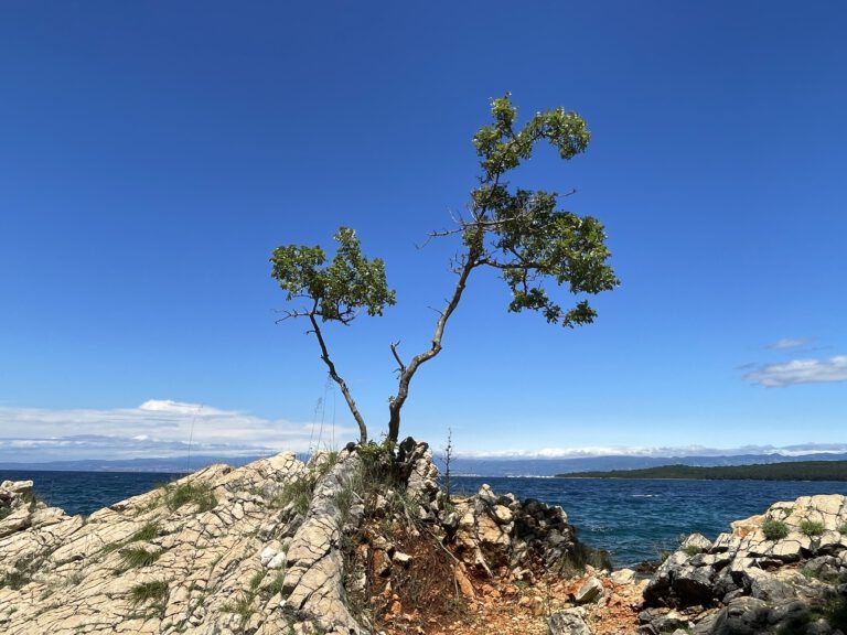 Bonsai an der Küste von Glavotok