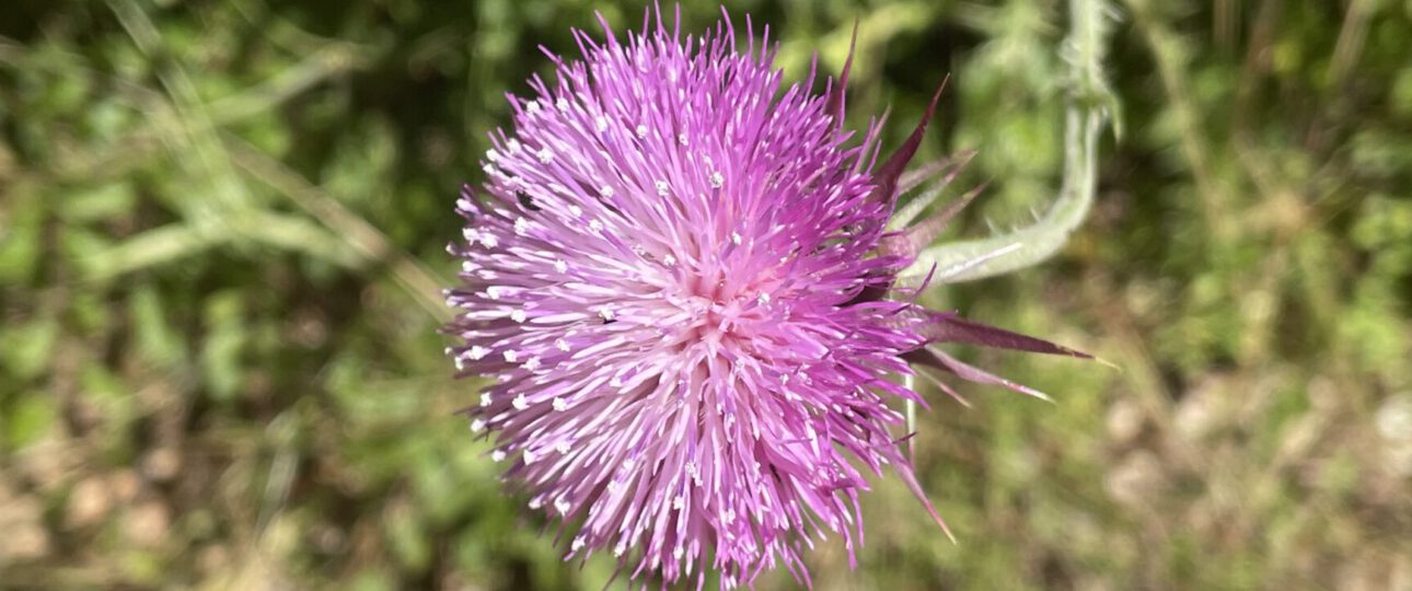 Blümchen in Glavotok