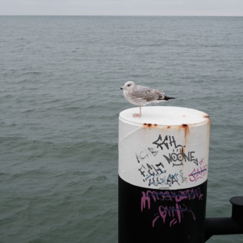 Die obligatorische Möwe Die obligatorische Möwe