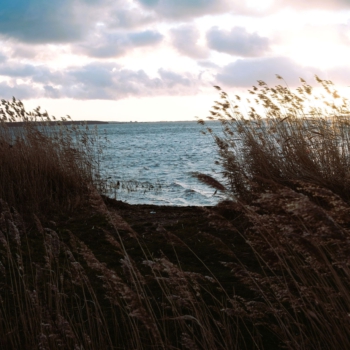 Schilf am Salzhaff Schilf am Salzhaff